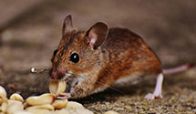 24 Hour & Emergency Exterminators in South Wayne, WI